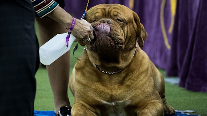 Canine Champions Compete In The Westminster Dog Show