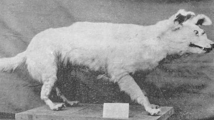 Taxidermied kurī on display.
