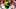 Oregon Ducks Malik Benson Peach Bowl Oregon Ducks Malik Benson Peach Bowl