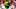 Oregon Ducks College Football Big Ten Alabama Crimson Tide Florida State Seminoles Las Vegas Raiders Malik Benson receiver Oregon Ducks College Football Big Ten Alabama Crimson Tide Florida State Seminoles Las Vegas Raiders Malik Benson receiver