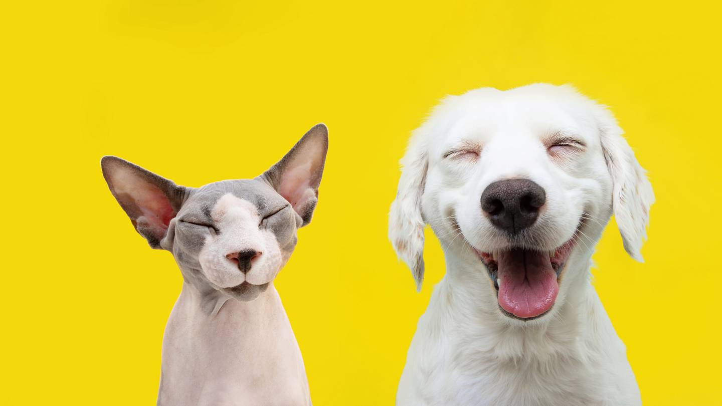 8 Expert Tricks to Help Your Cat and Dog to Get Along