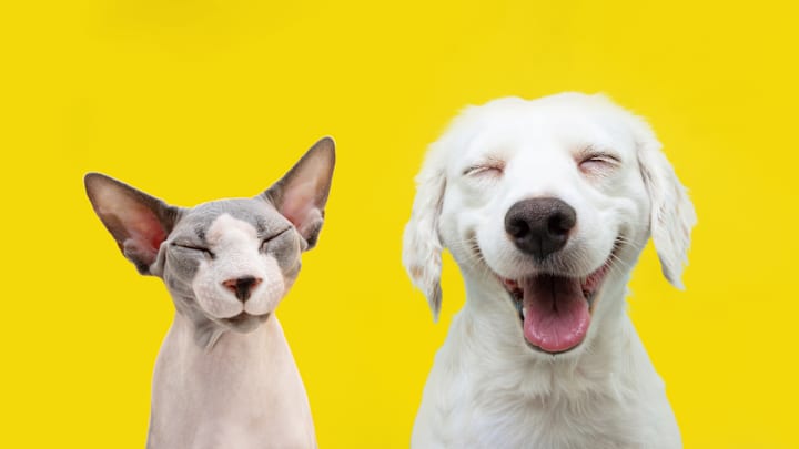 Yes, cats and dogs can be friends.