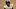 colorado buffaloes julian lewis quarterback redshirt freshman big 12 college football colorado rockies major league baseball
