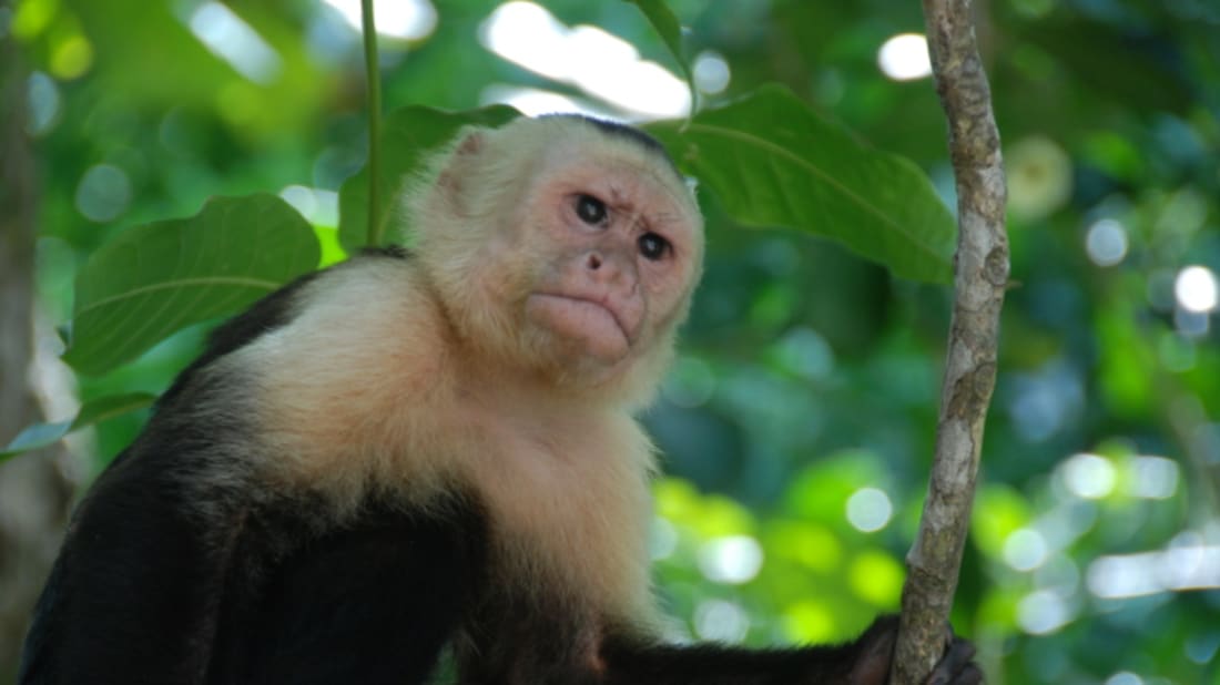 Monkeys Use Mosquito Repellent, Too - Mental Floss Monkeys Use Mosquito Repellent, Too - 웹