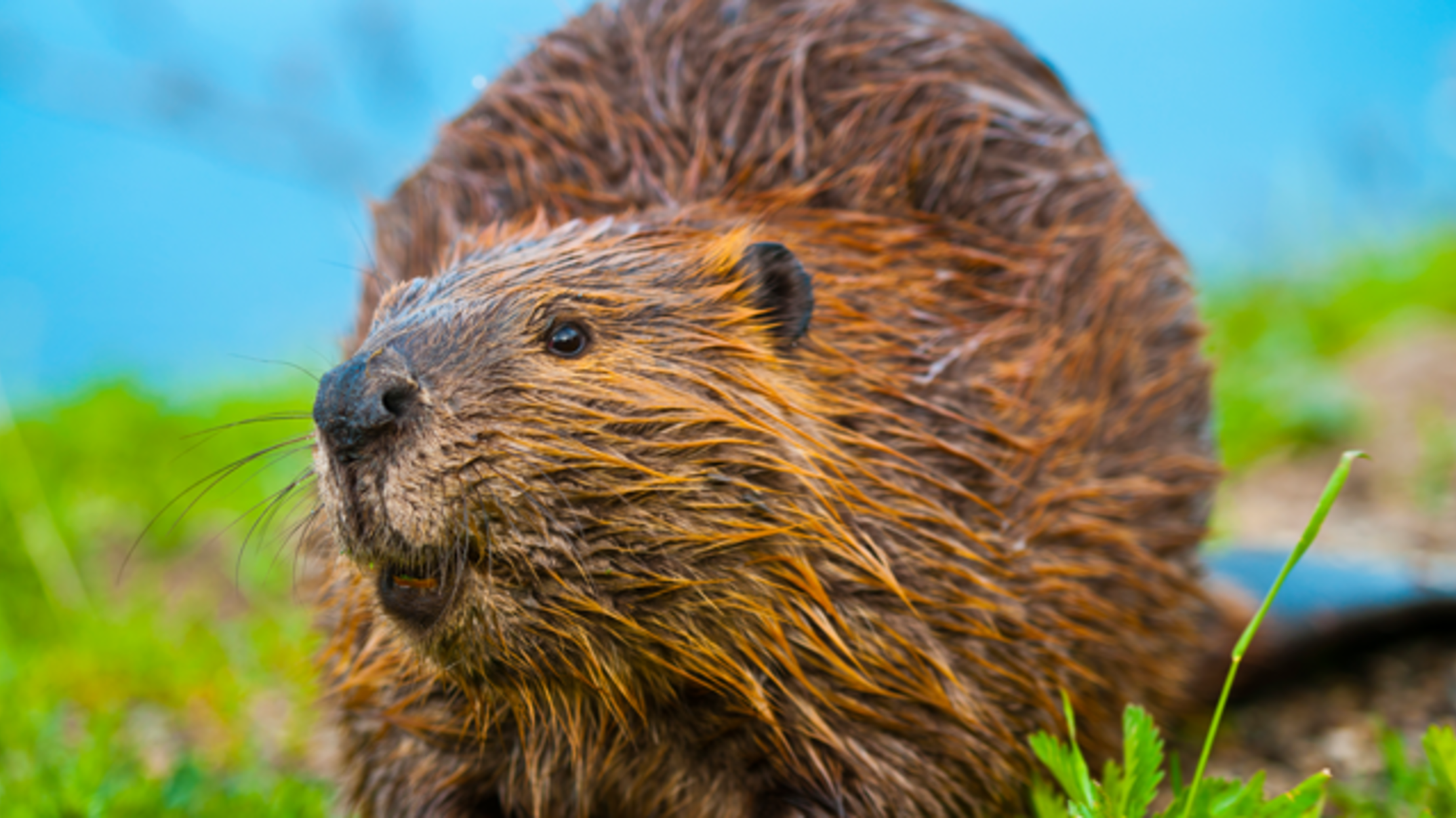 Hairy Beavers