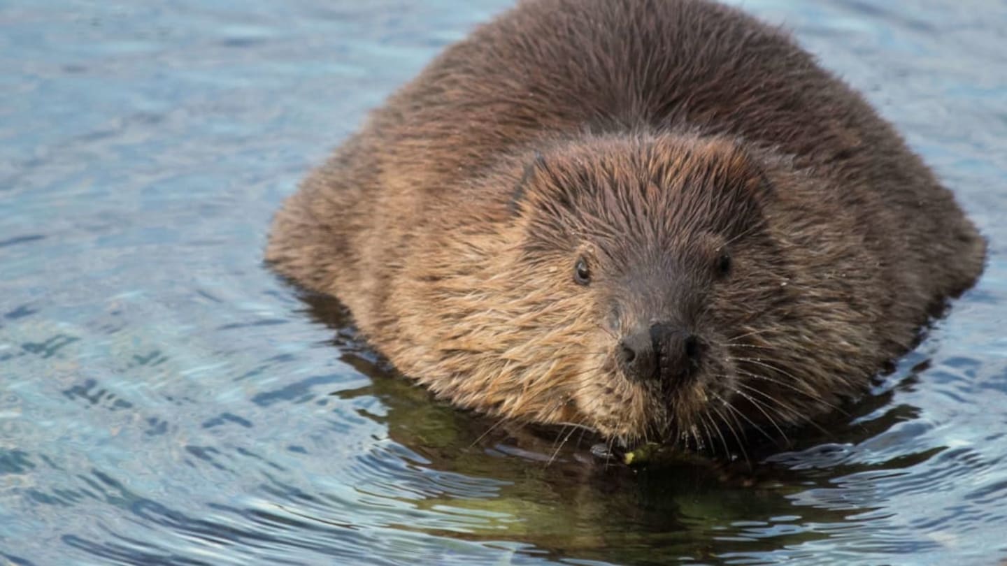 Asianbeaver