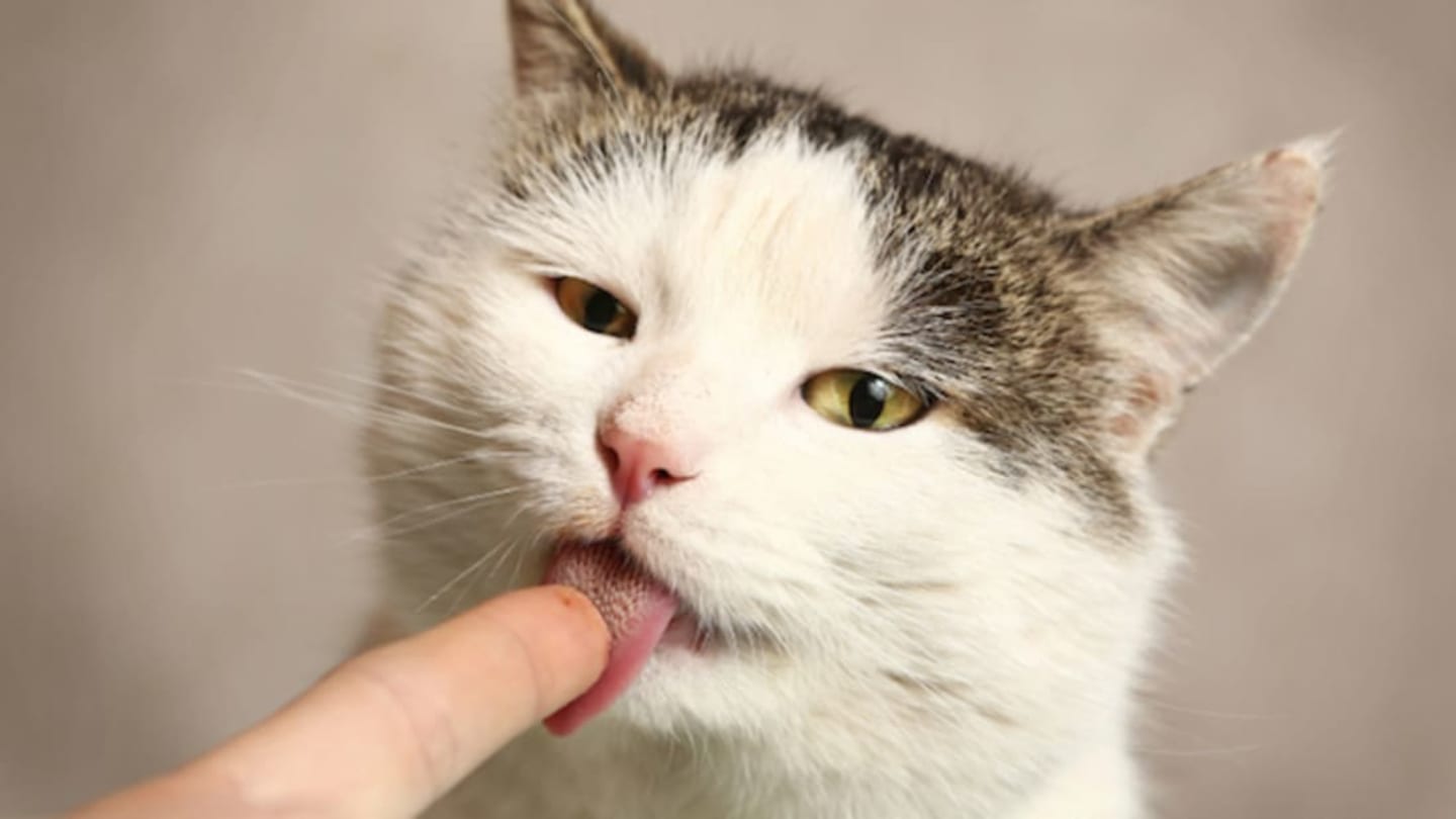 Cat Lick Cock