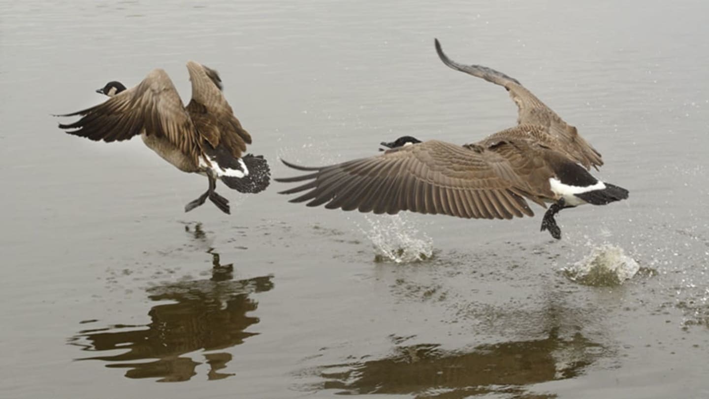 Wild+Goose+Chase+Ends+with+Arrest+of+Suspect+in+Manhattan