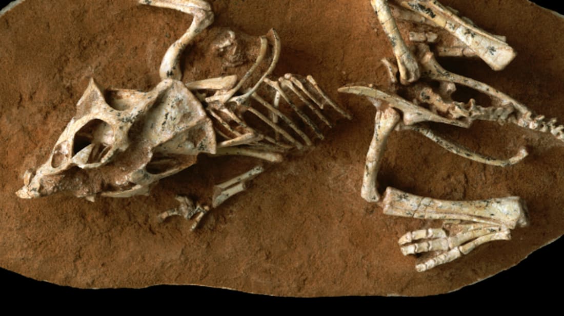 © AMNH/M. Ellison