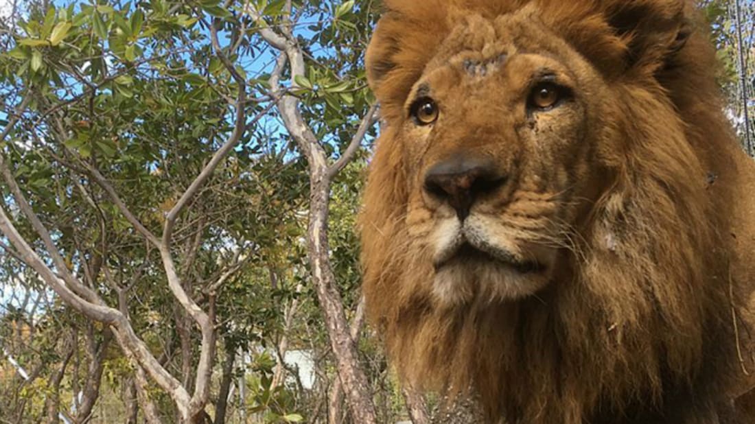 Animal Defenders International
