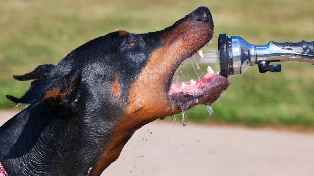 iStock
