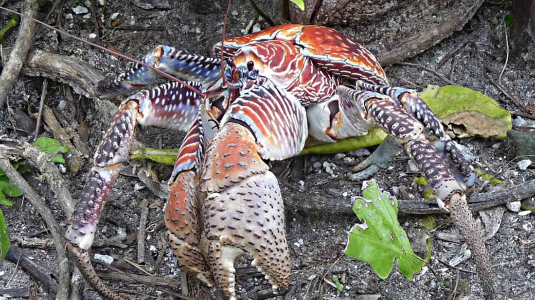 Laura Beauregard, U.S. Fish and Wildlife Service // Public Domain