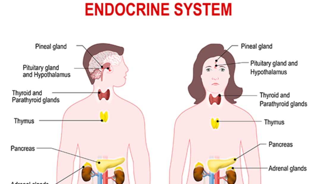 Endocrine Hormones And Functions Chart