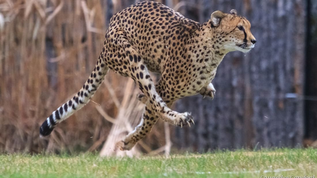The Cincinnati Zoo