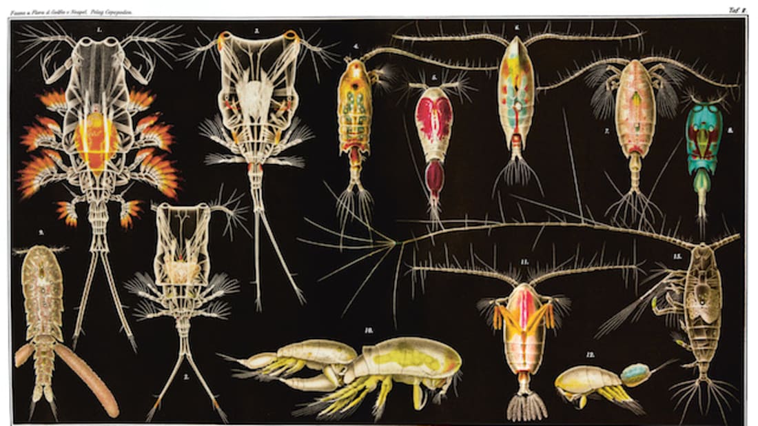 AMNH\R. Mickens