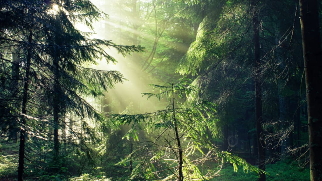 iStock