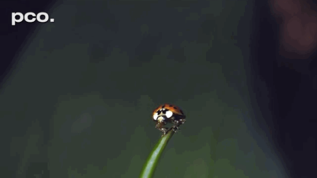 Watch Ladybugs Take Off in Slow Motion Mental Floss