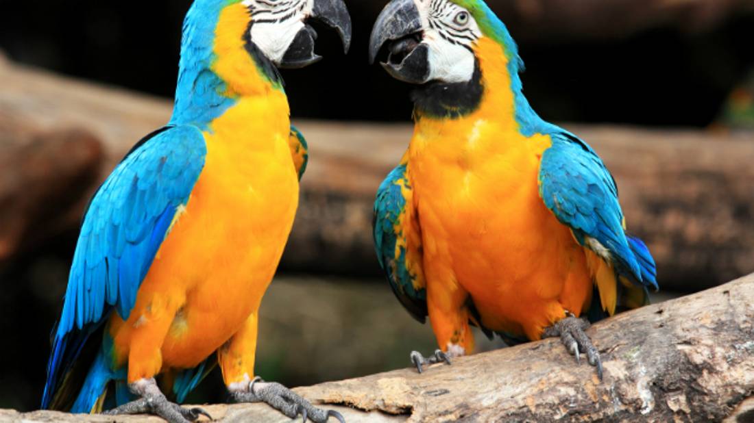 How Do Parrots Mimic Mental Floss