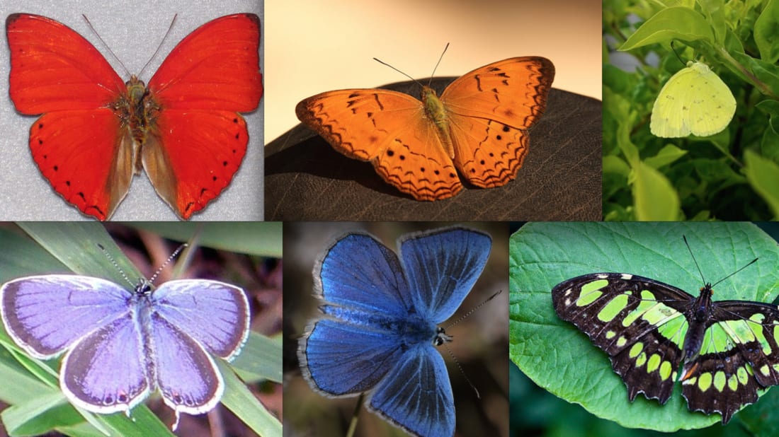 A Rainbow Of Butterflies Mental Floss A Rainbow Of Butterflies Mental Floss