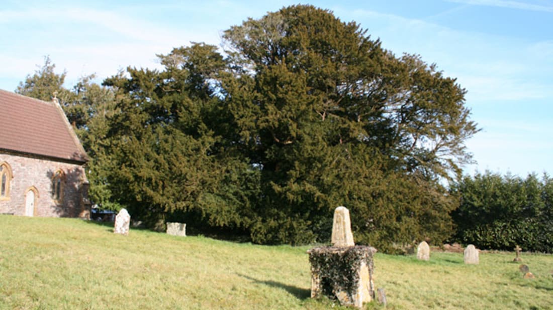 15 of the World’s Most Famous Trees Mental Floss