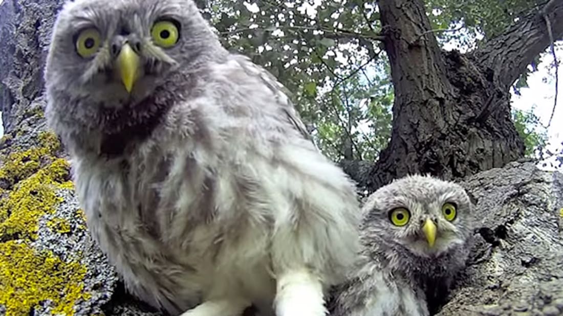 9 Awesome Videos Of Animals Discovering Cameras Mental Floss