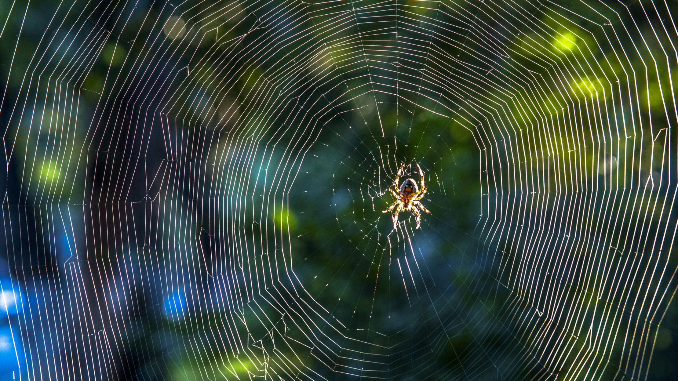 How Many Spiders Do You Really Swallow in Your Sleep? Mental Floss