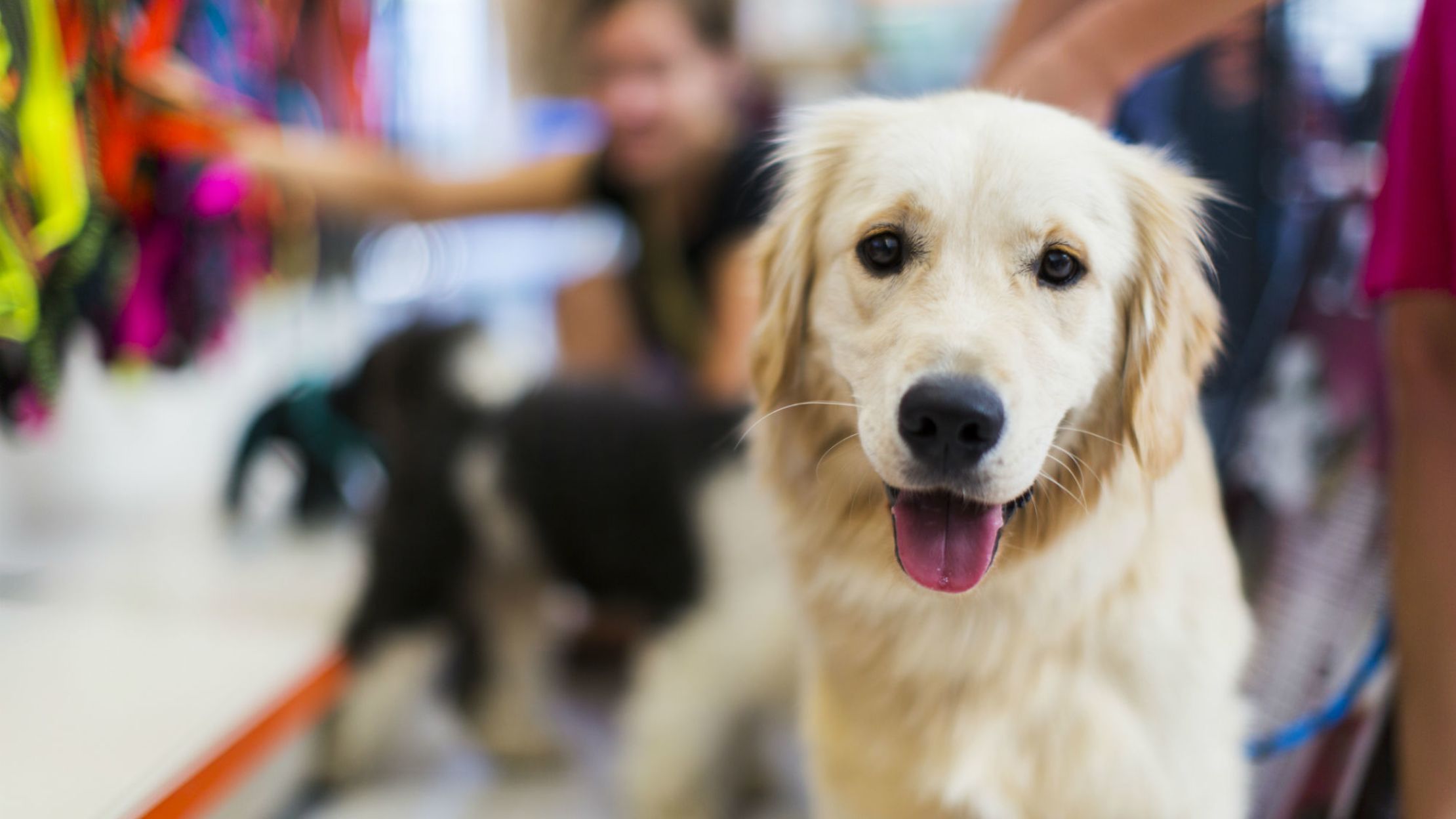 California Pet Stores Can No Longer Use 'Puppy Mills,' According to a