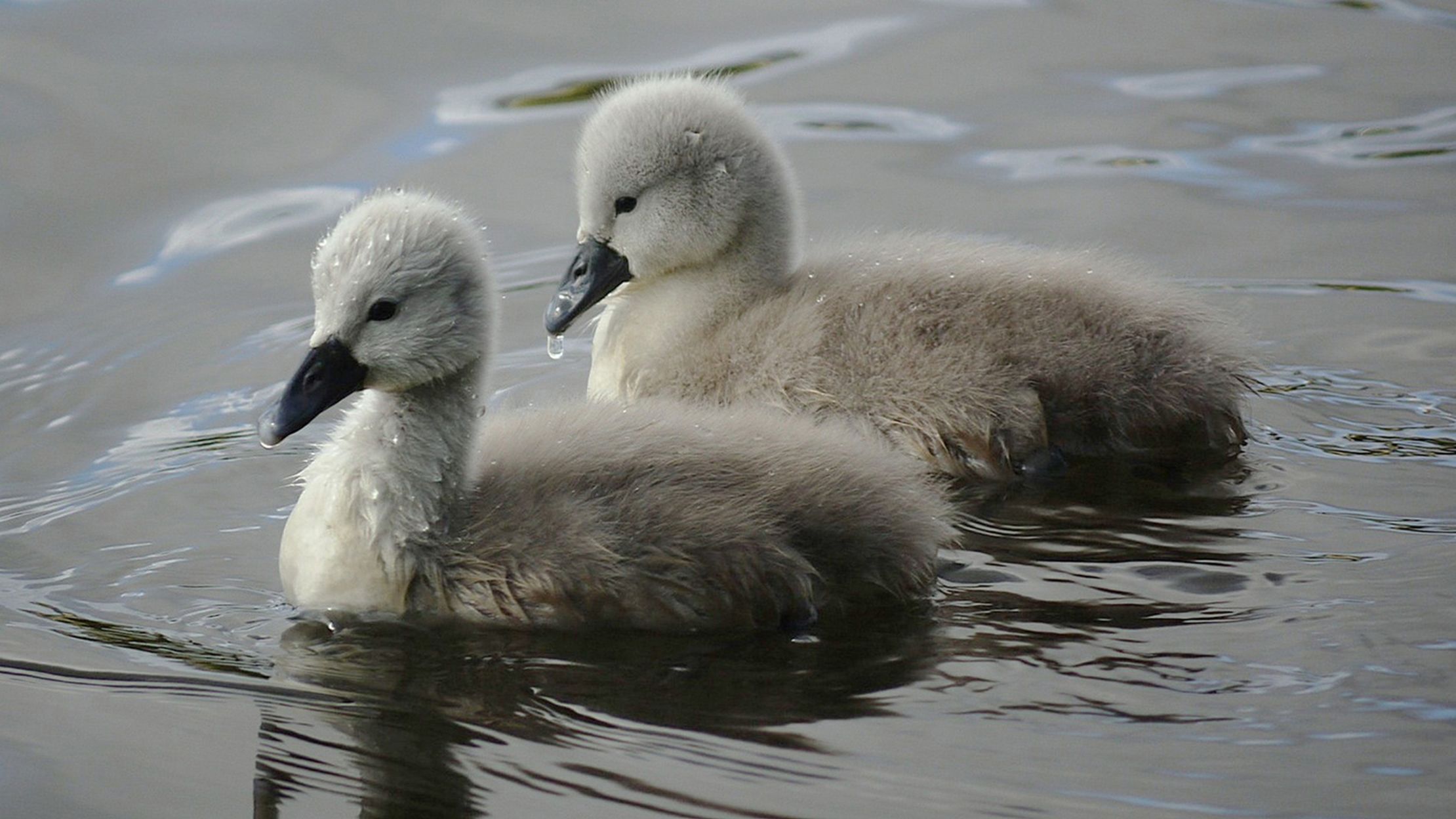 11 Lesser Known Names For Baby Animals Mental Floss 11 Lesser Known Names For Baby Animals Mental Floss