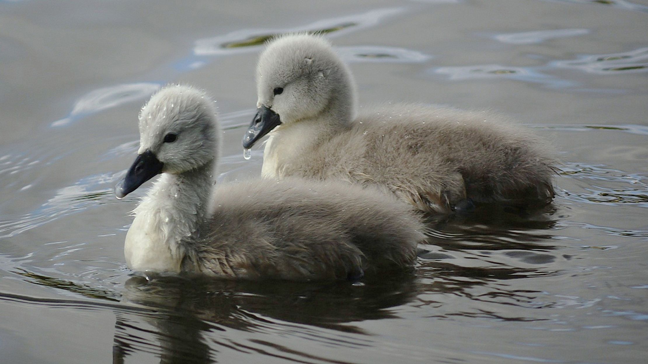 11 Lesser Known Names For Baby Animals Mental Floss