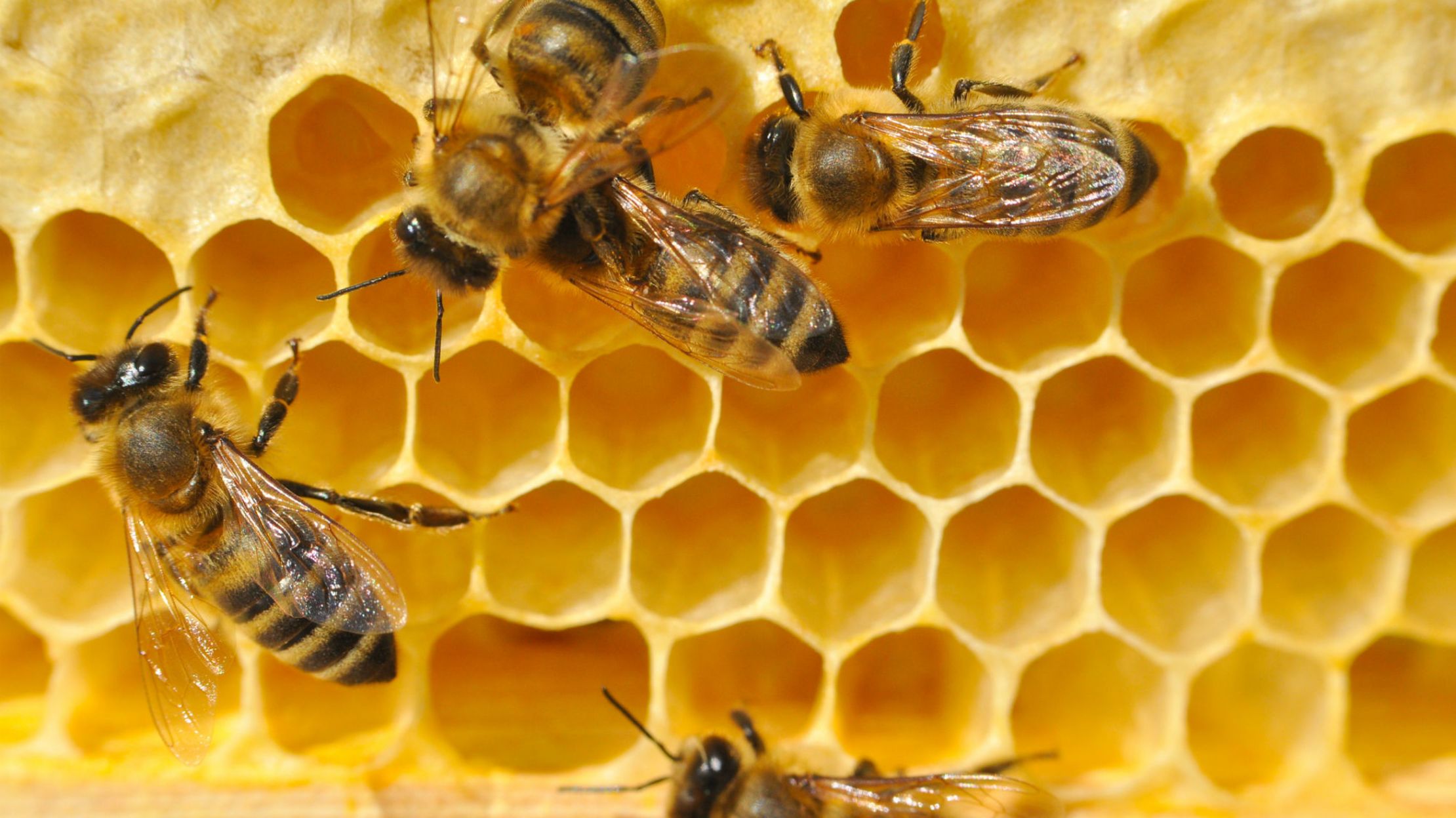 A Popular Weed Killer Could Be Partly Responsible for Declining Bee