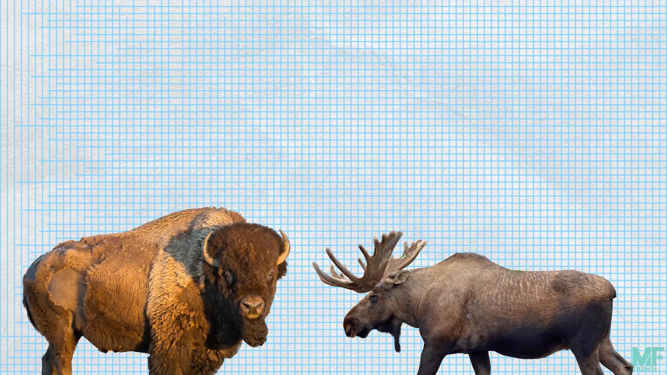 difference between antler clifton and stamford