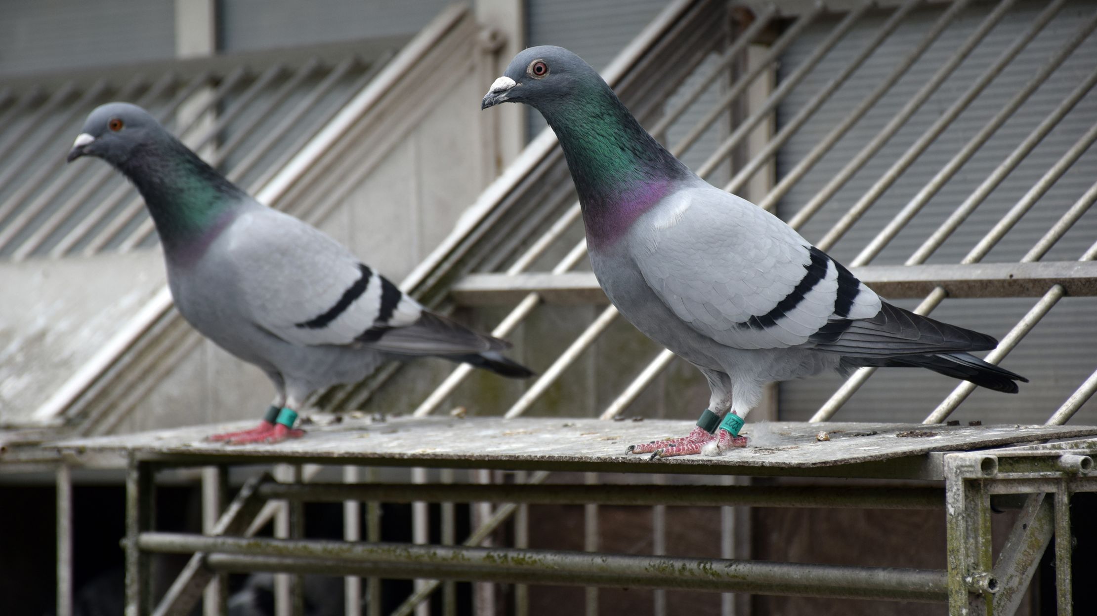 My favourite bird pigeon My favourite bird pigeon picture