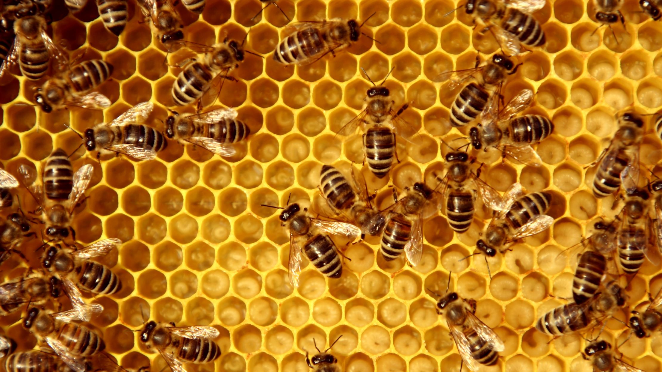 sue monk kidd s the secret life of bees