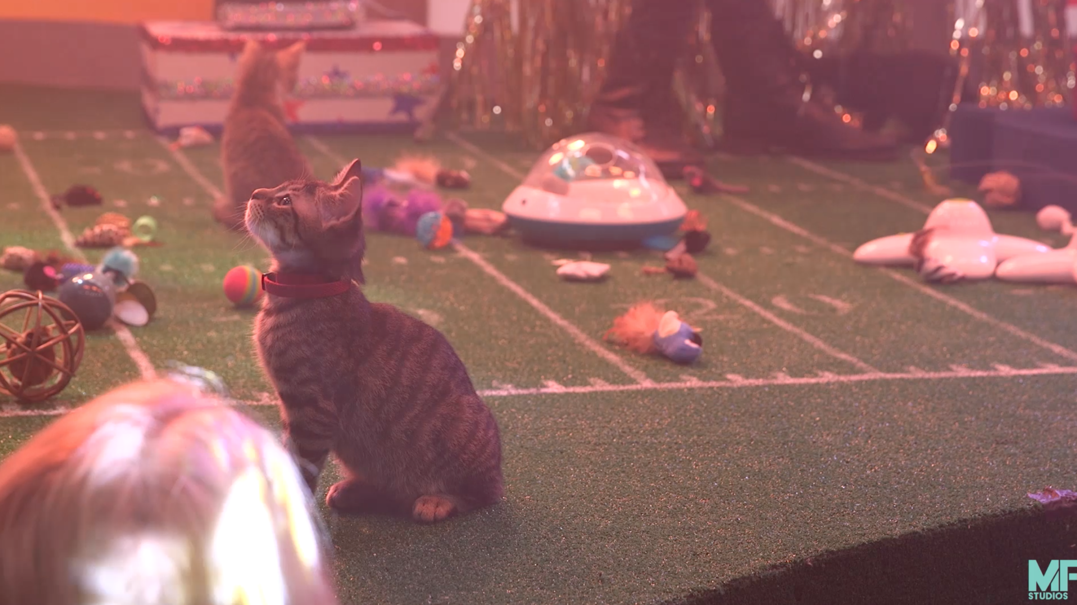 Kittens Take the Stage at the Puppy Bowl Halftime Show Video Mental