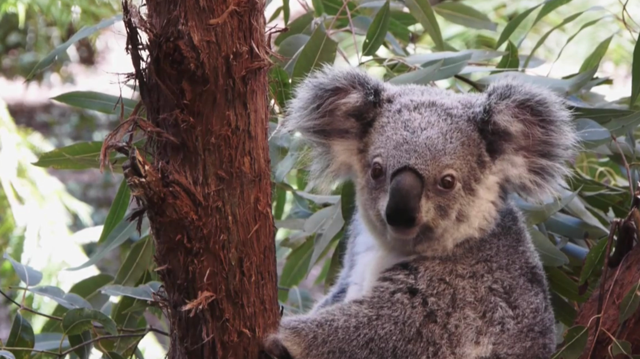 What Koalas and Humans Have in Common Video Mental Floss