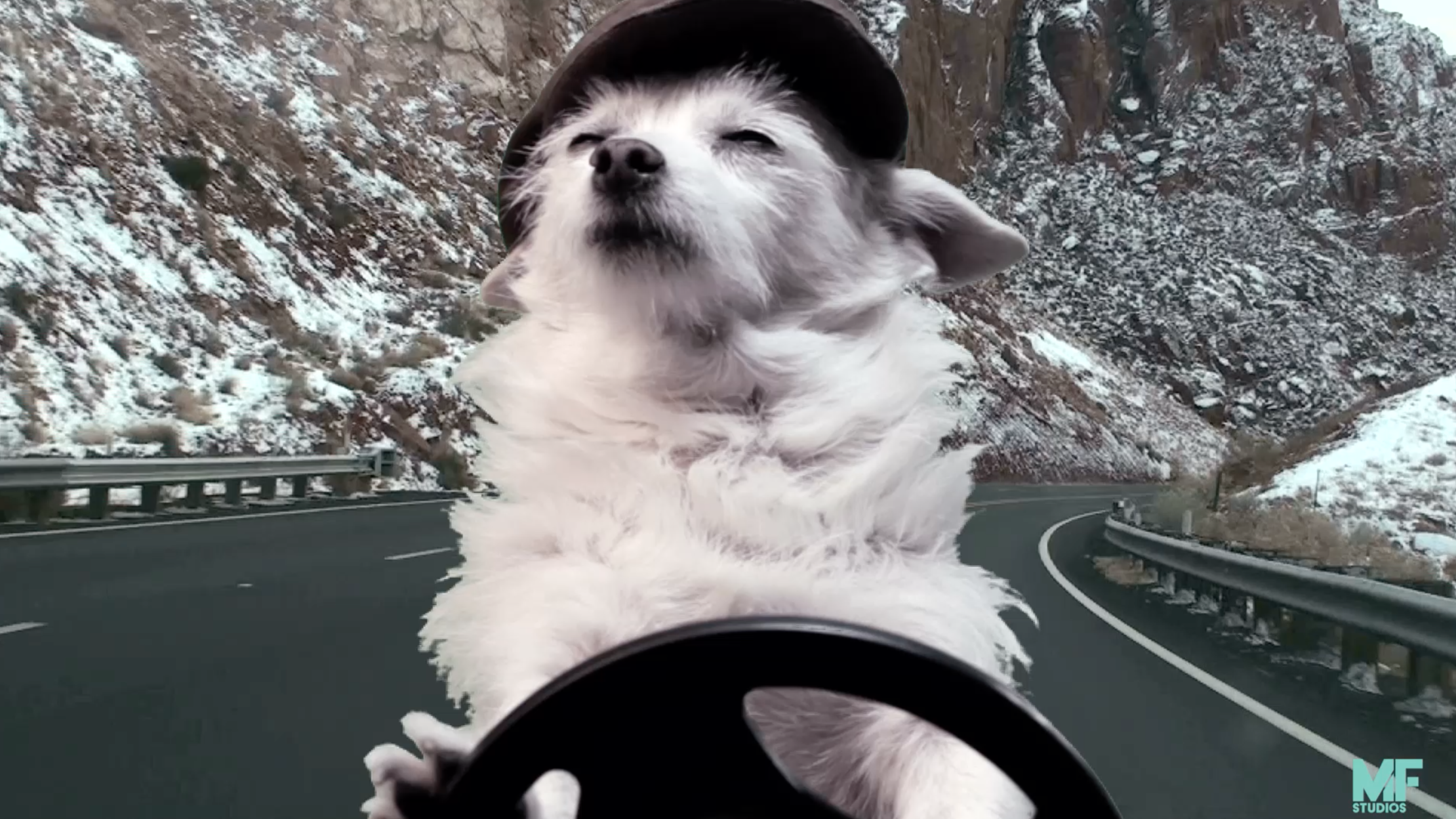 The Time New Zealand Taught Dogs to Drive Video Mental
