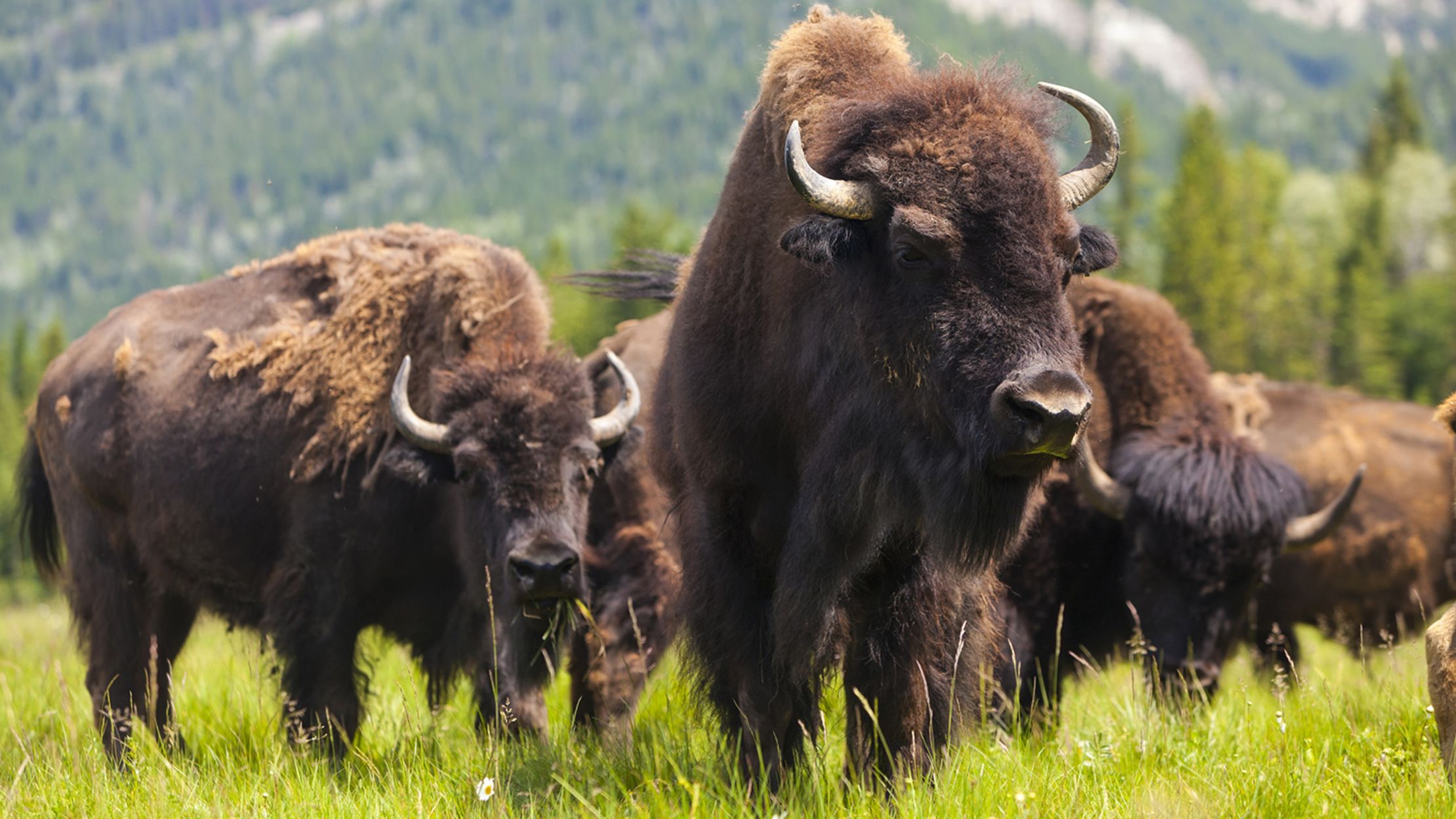 Buffalo buffalo Buffalo buffalo buffalo Buffalo | Floss