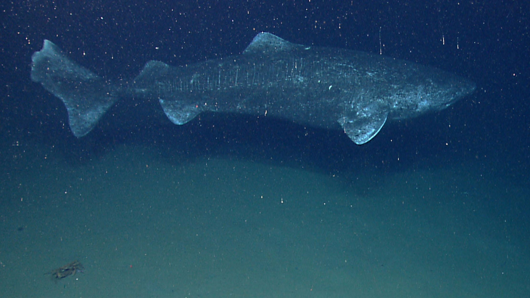 Scientists Say Greenland Sharks May Live 400 Years