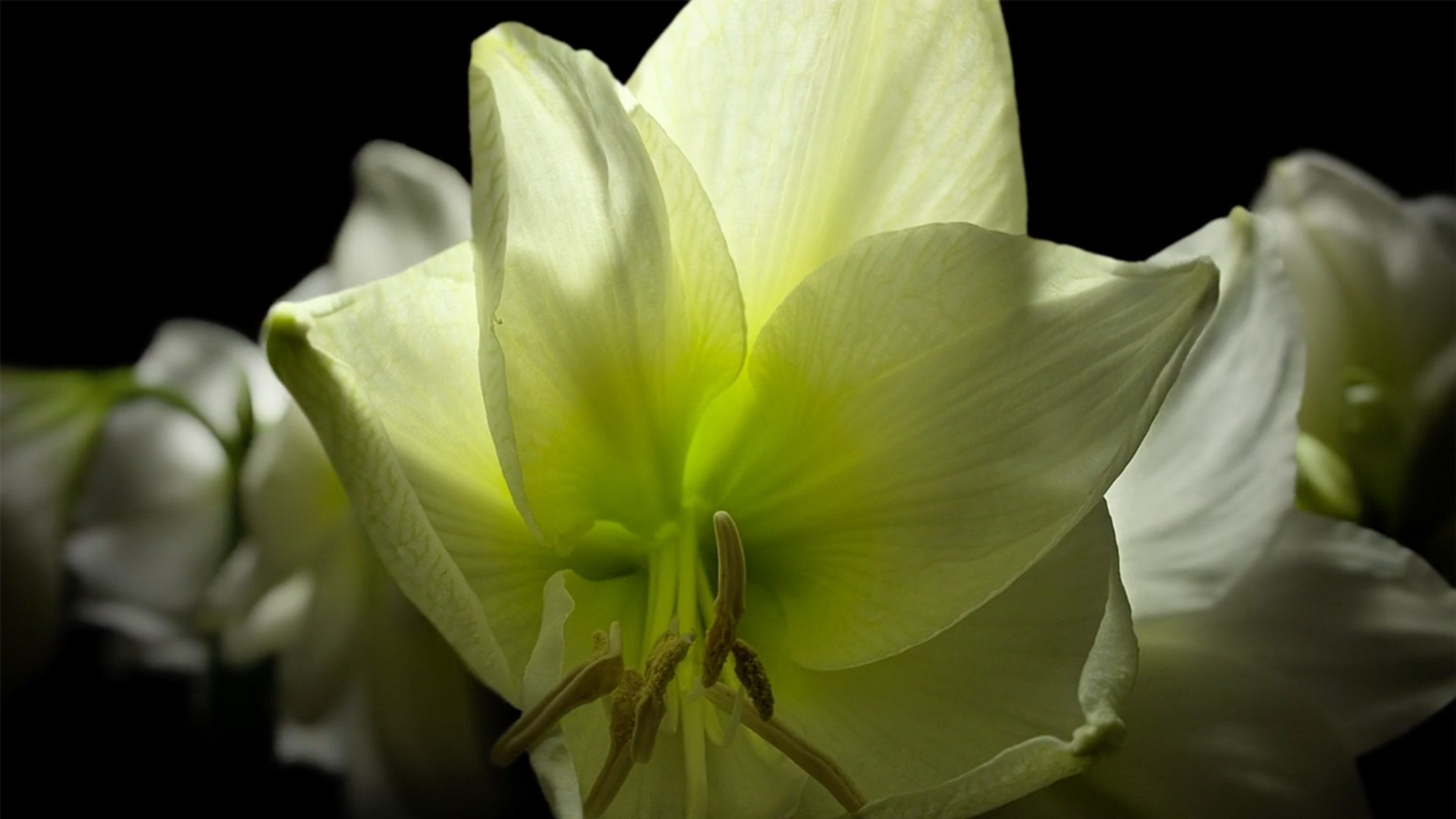 Stunning Timelapse of Flowers Opening for Spring | Mental Floss
