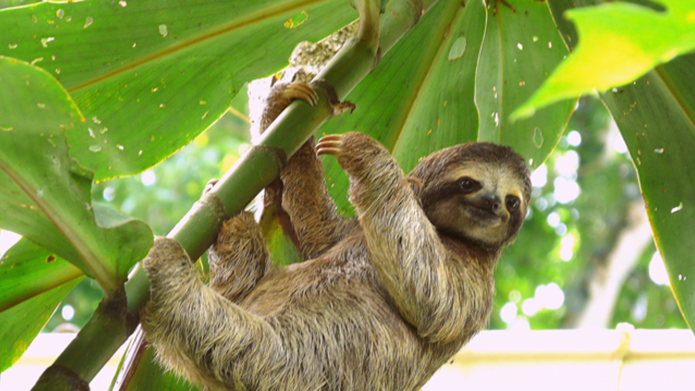 how-slowing-down-helps-sloths-survive-mental-floss