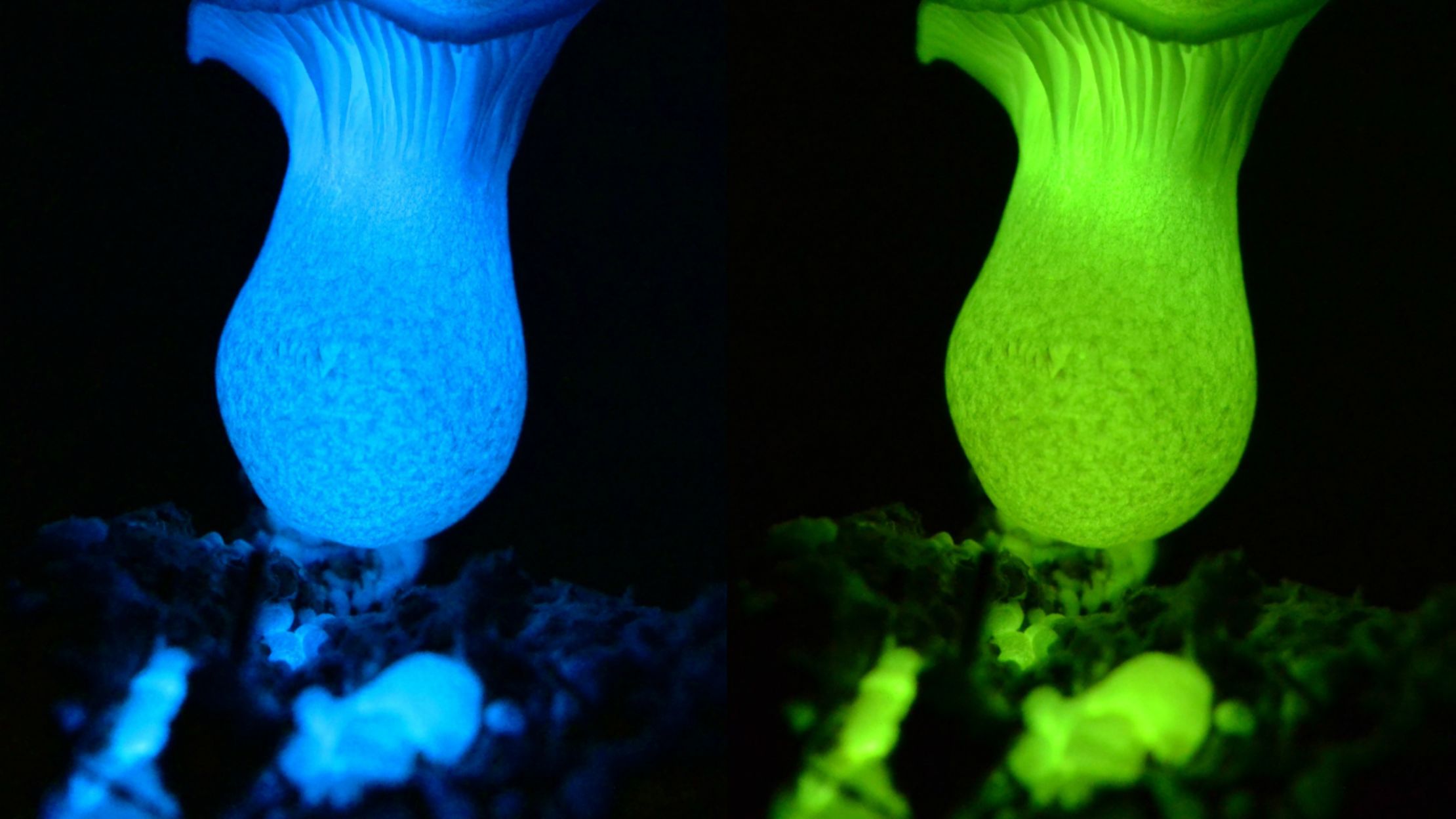 Scientists Decode the Secret of Glowing Mushrooms Mental Scientists Decode the Secret of Glowing Mushrooms Mental
