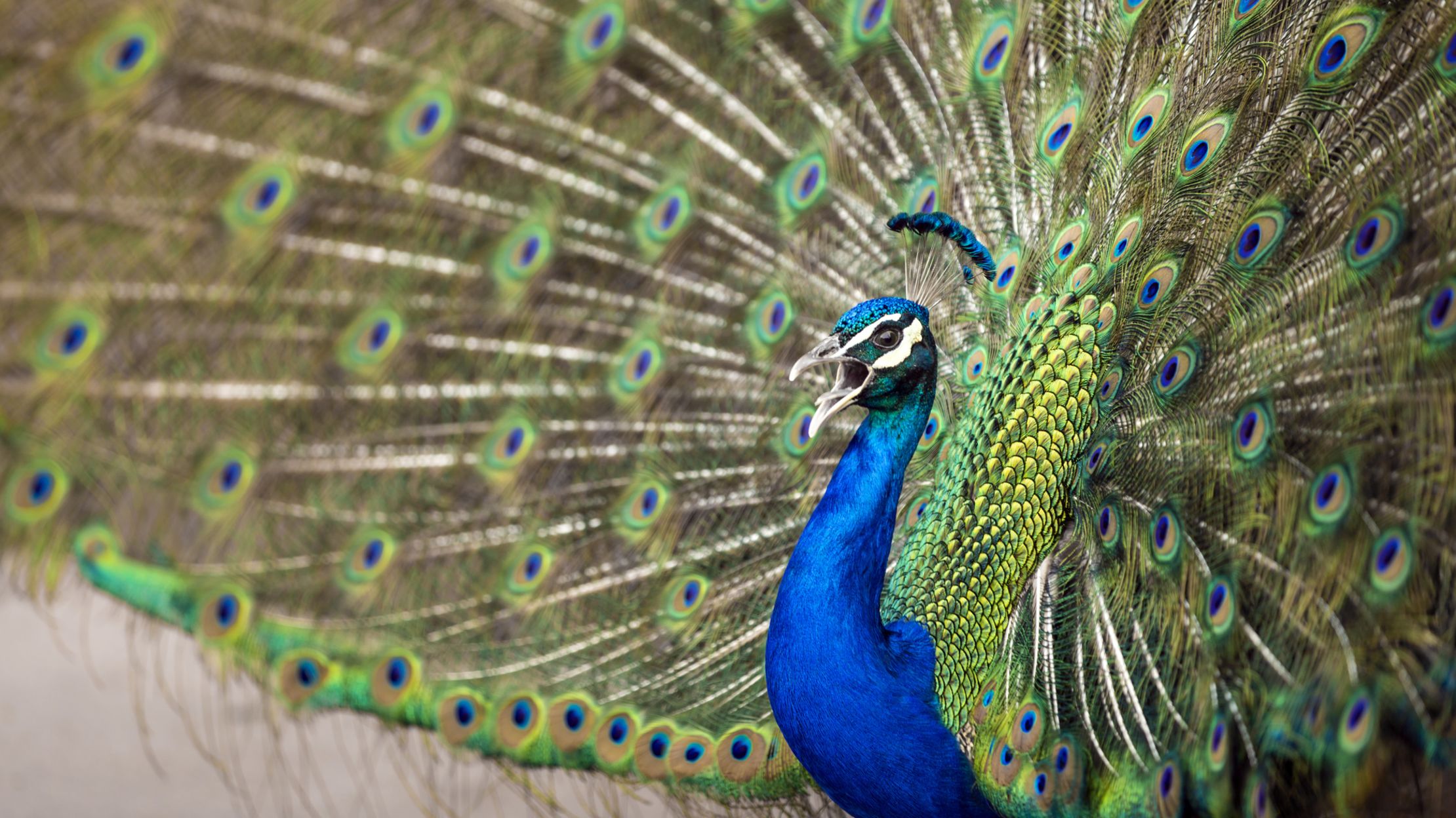 9 Feathery Facts About Peacocks Mental Floss