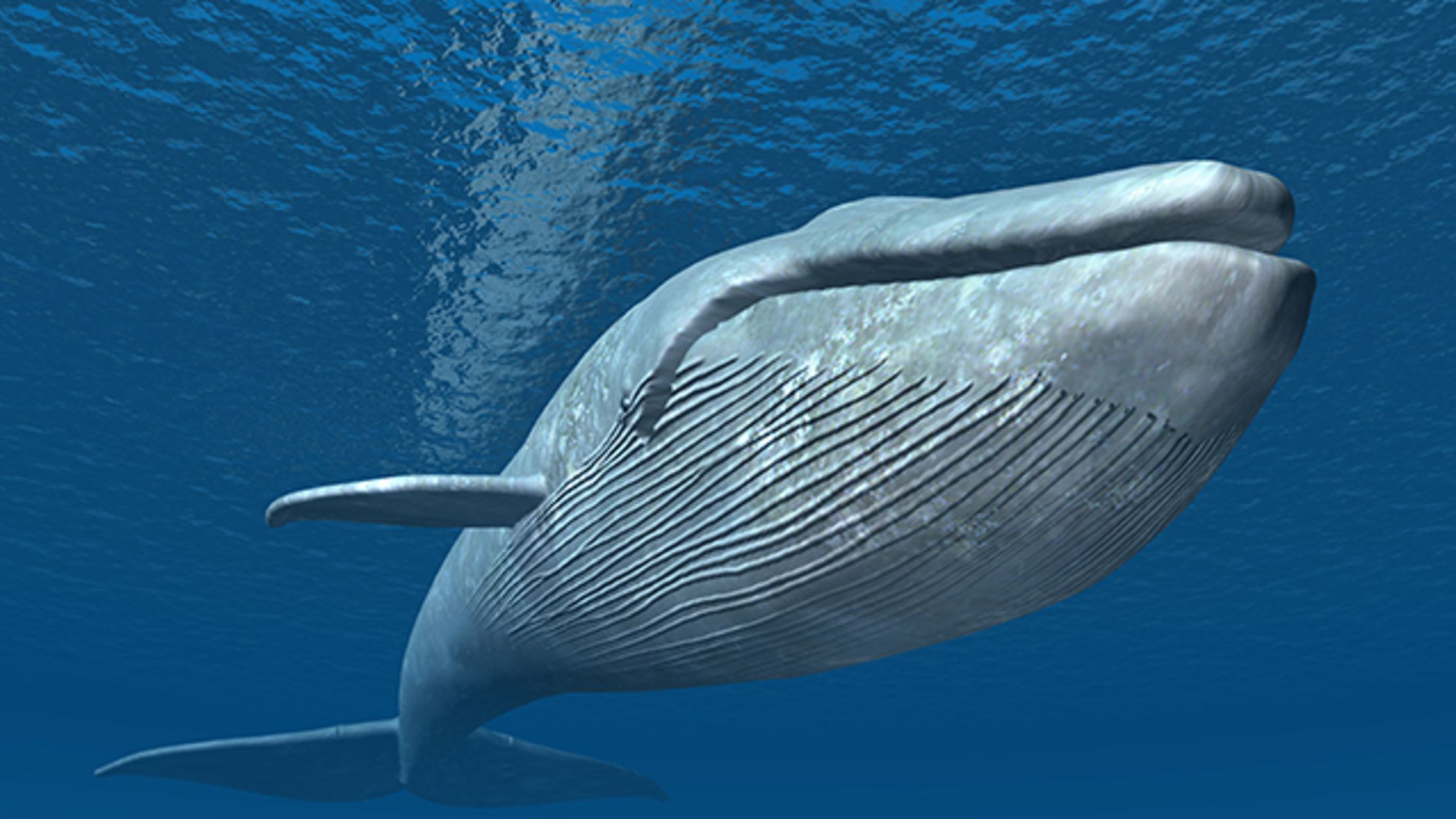 blue whale blue whale
