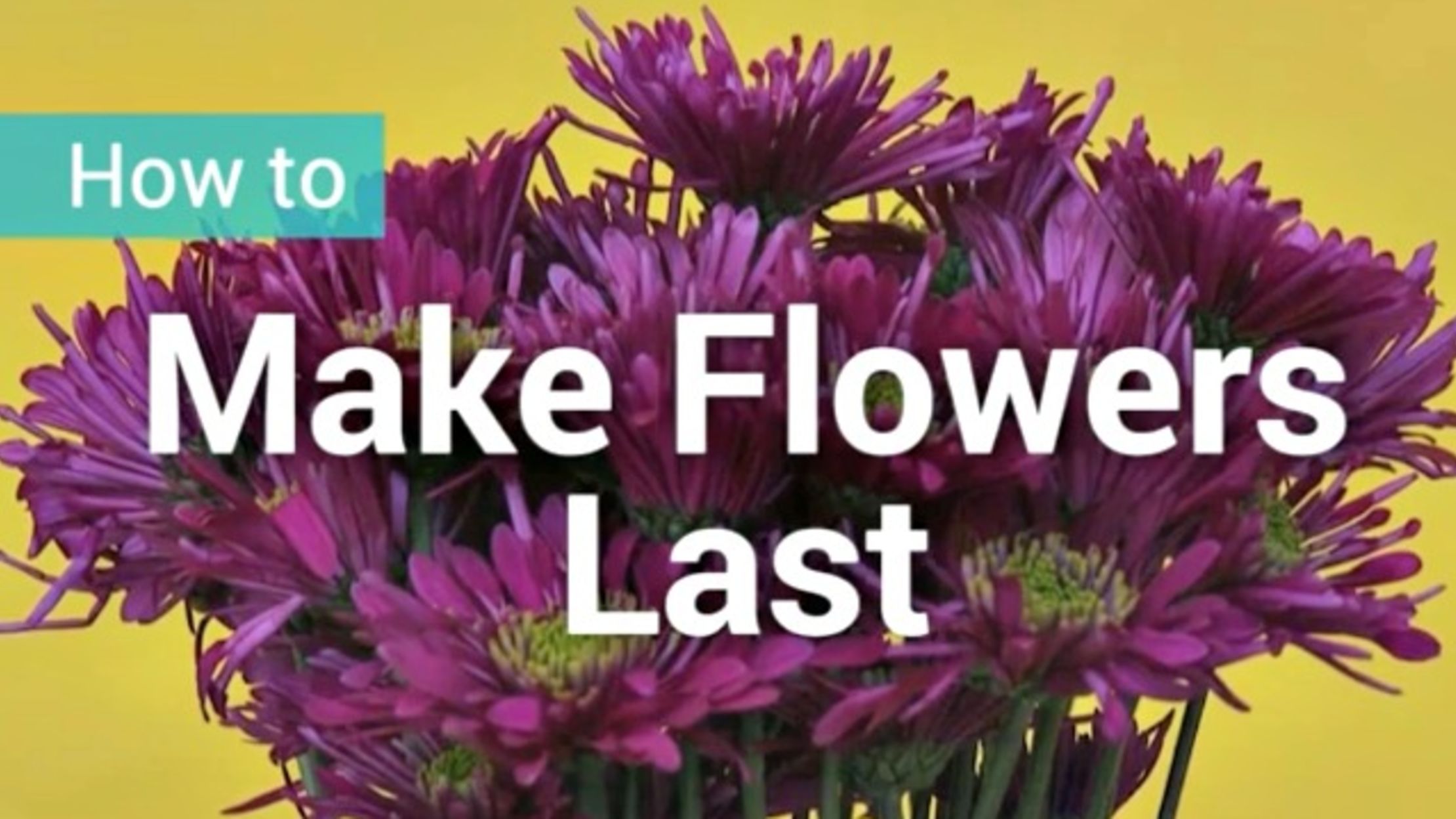 Kate Smeaton Does Viagra Make Flowers Last Longer / How To Decorate My