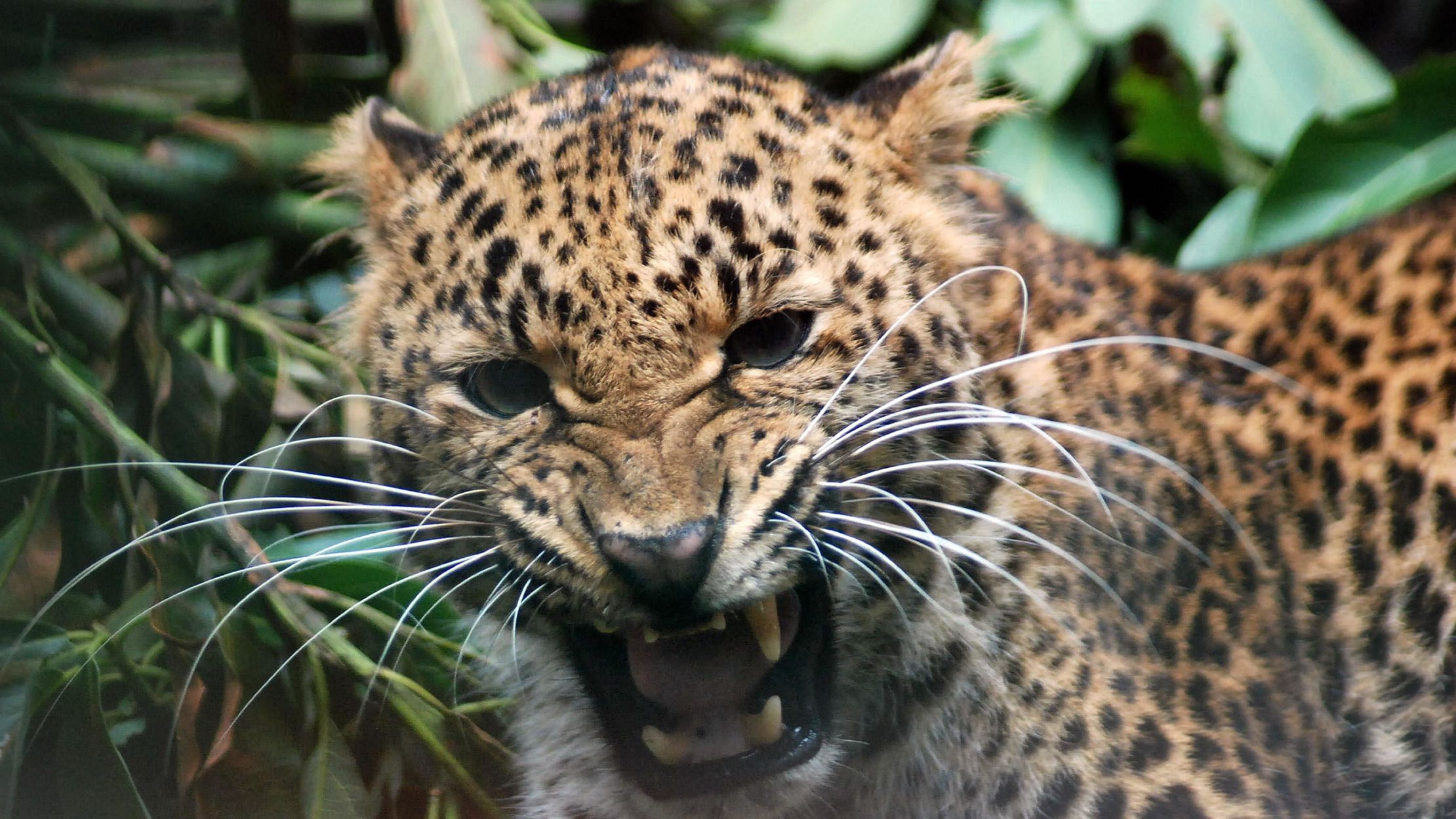 Cheetah vs. Leopard: What's the Difference? | Mental Floss