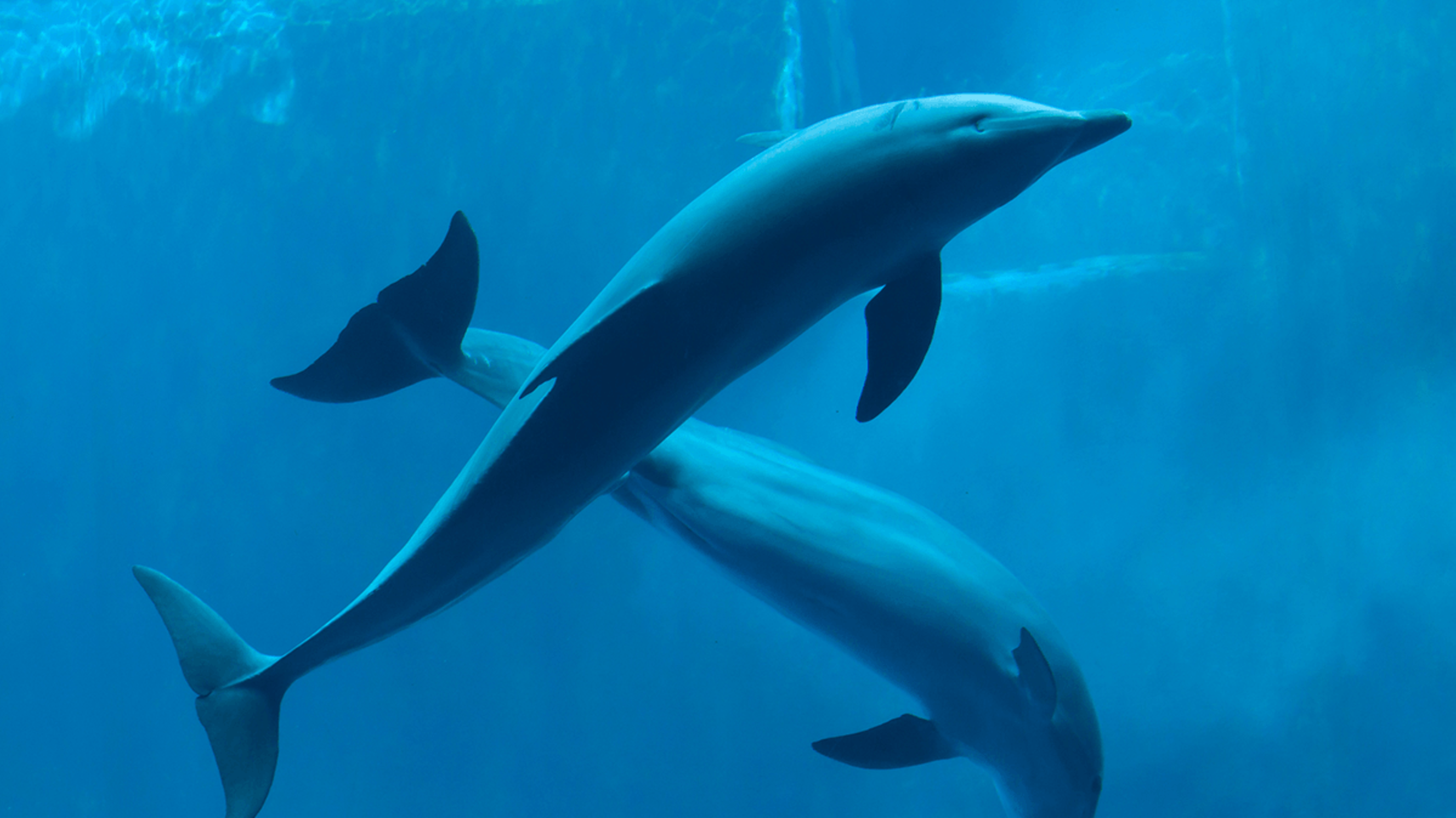 Scientists Record An Extremely Intimate Look At How Dolphins Get It On Mental Floss