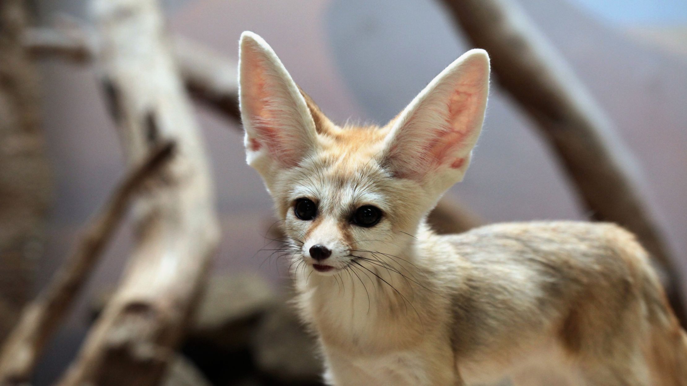 High Desert Animals : File Odocoileus Hemionus Calibas Jpg Wikimedia ...