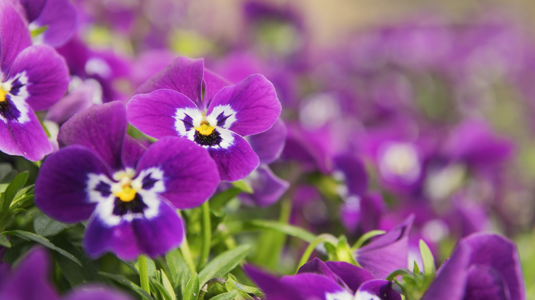 10 easy-to-grow plants for first-time gardeners | mental floss