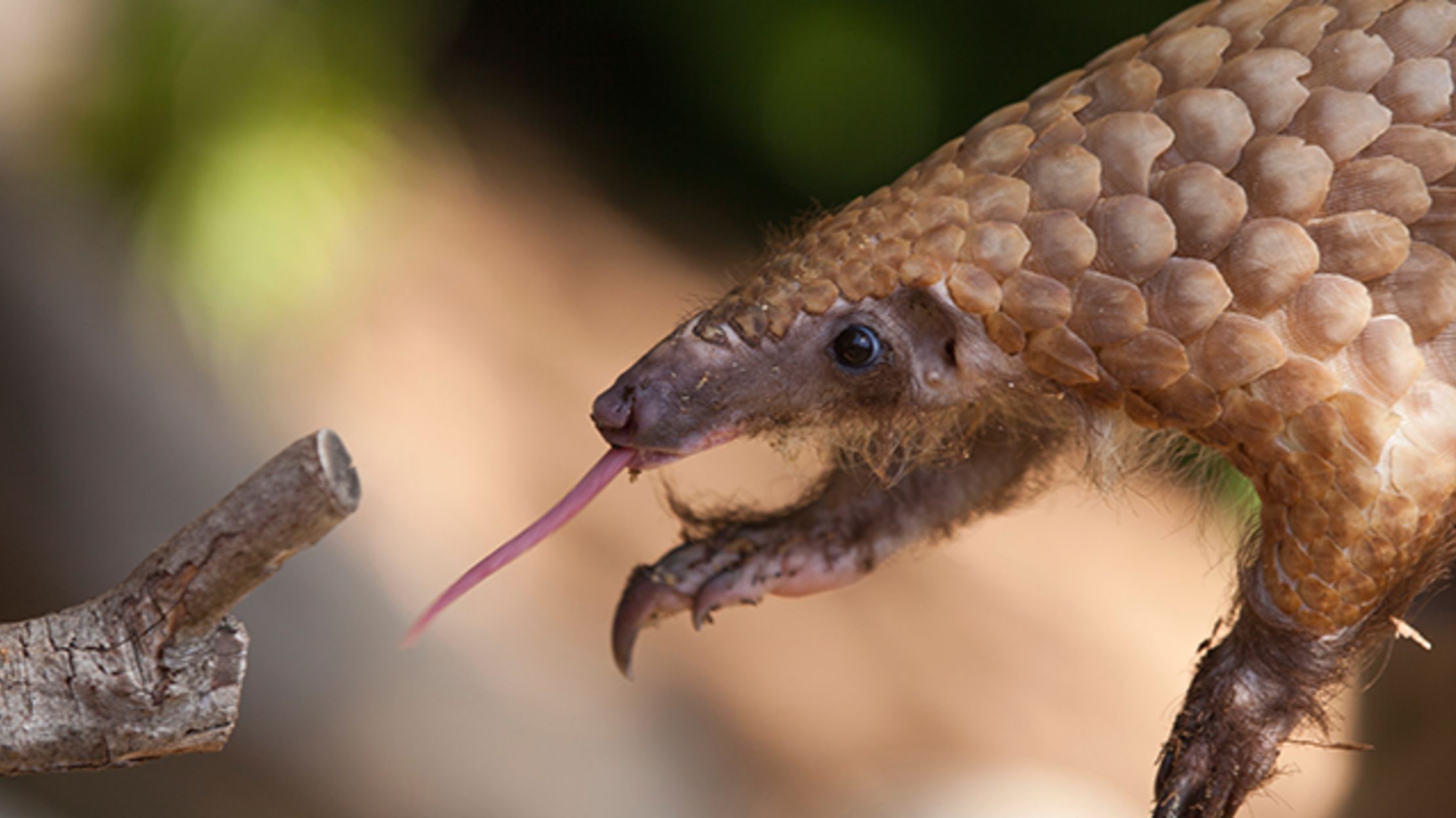 Meet the Pangolin, the World's Only Scaled Mammal | Mental Floss