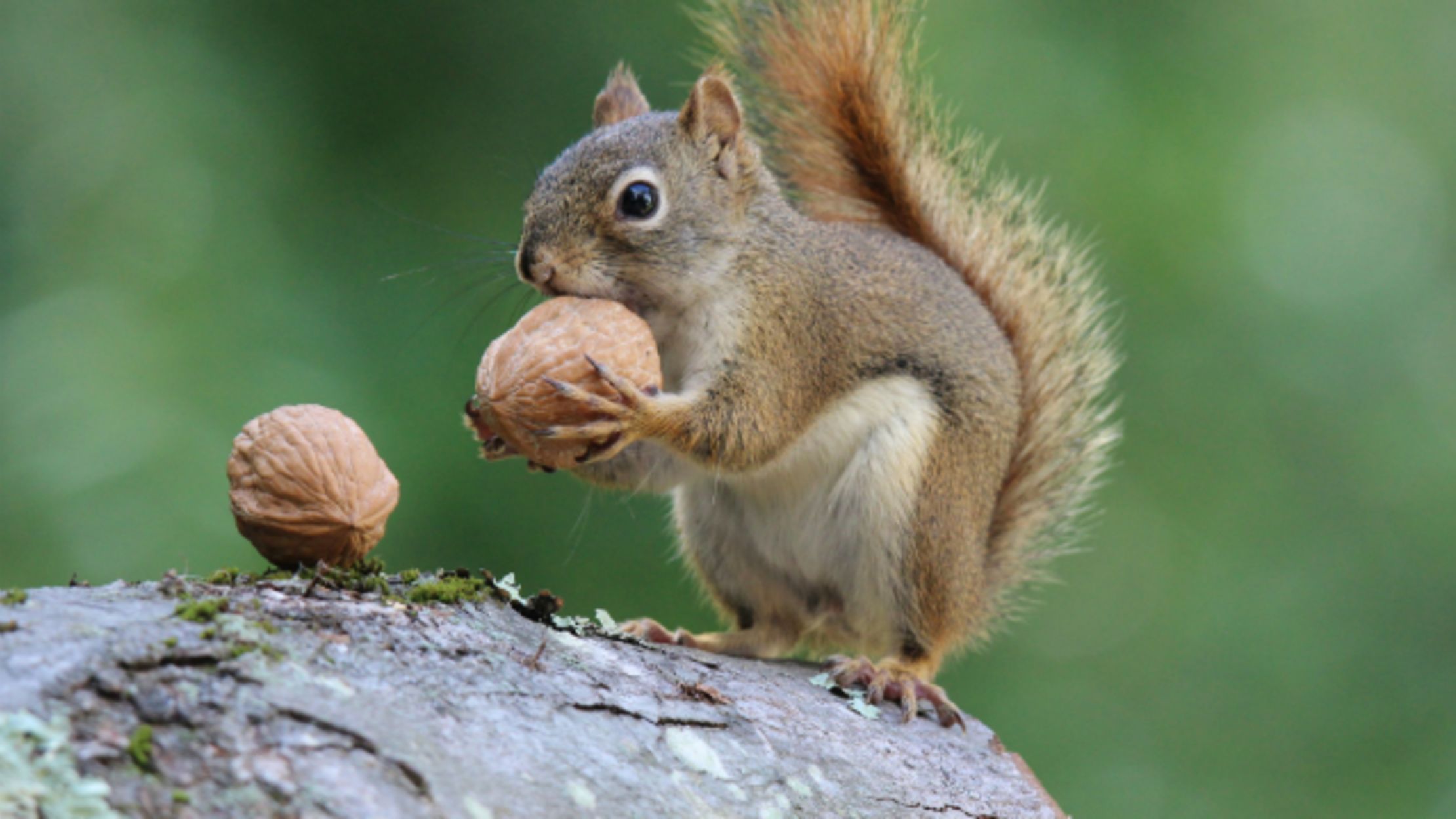 The Great Squirrel Migration of 1968 Mental Floss